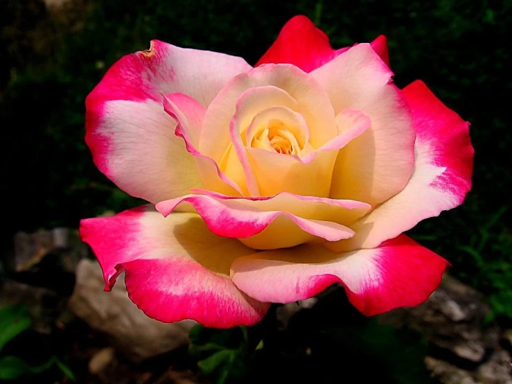 a pink and white flower in bloom