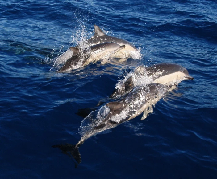 three dolphins jump out of the water as it splashes