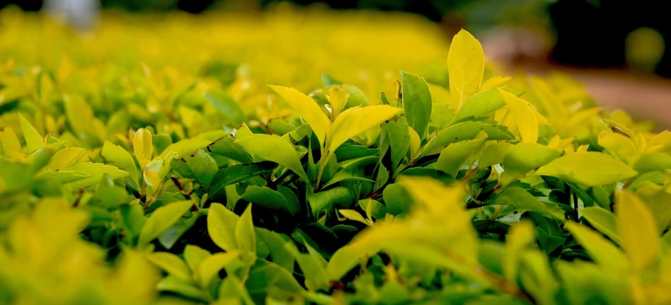 many small plants that are all green and some brown