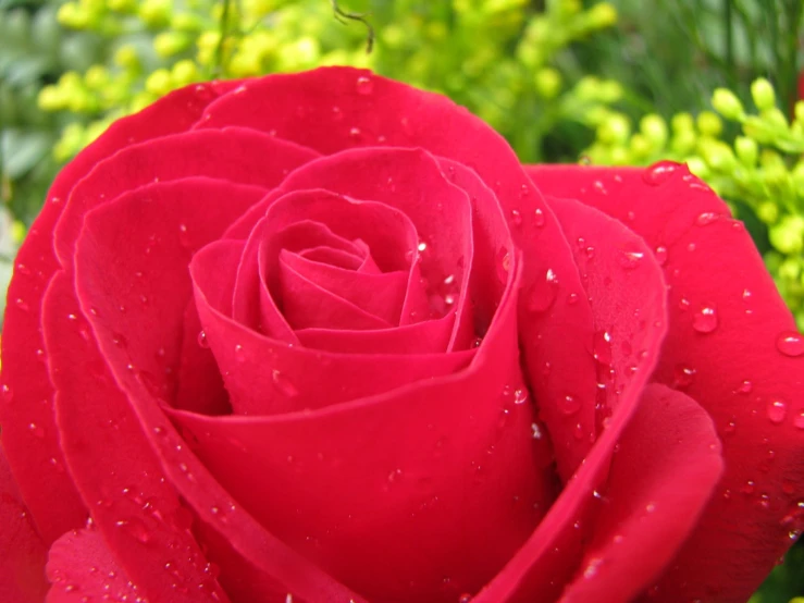 a red rose sitting next to some plants