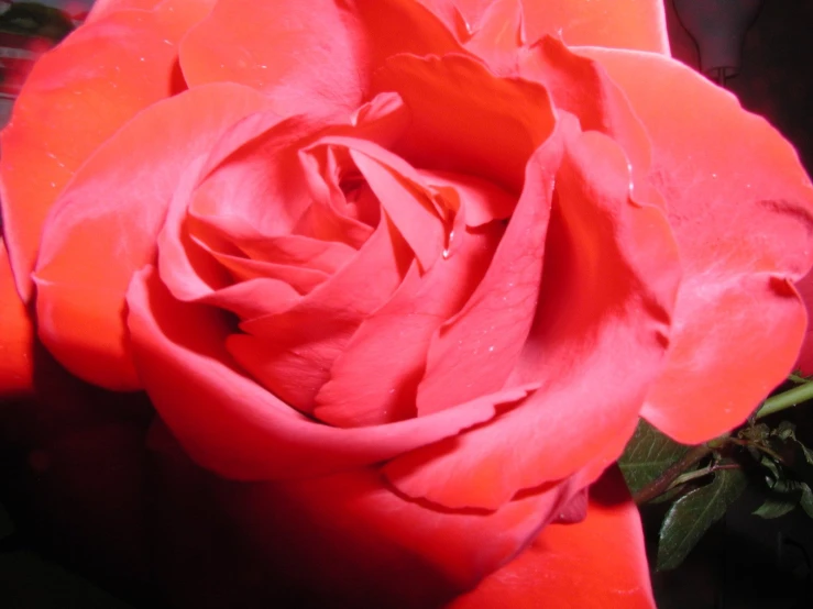 a rose with water drops on it sitting down