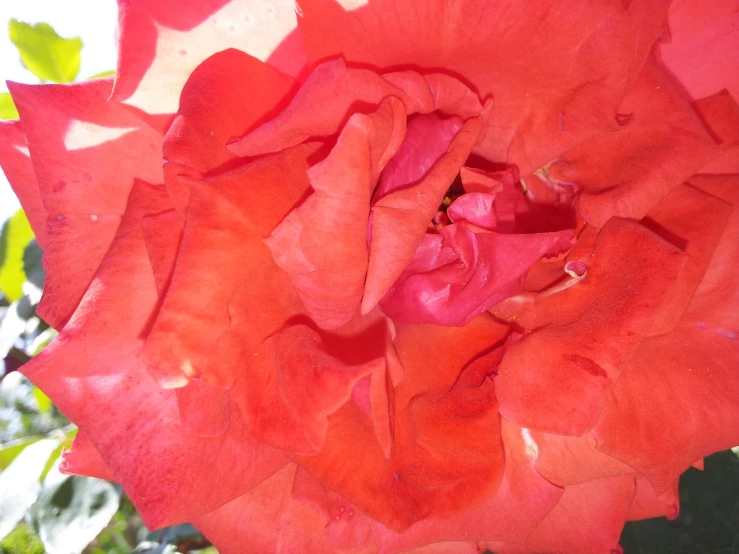 large red flower with pink petals on tree nch