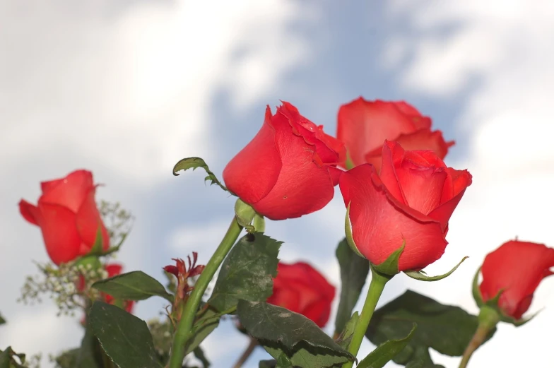 there are five red roses with green leaves