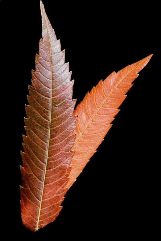 close up of an orange colored leaves on a tree