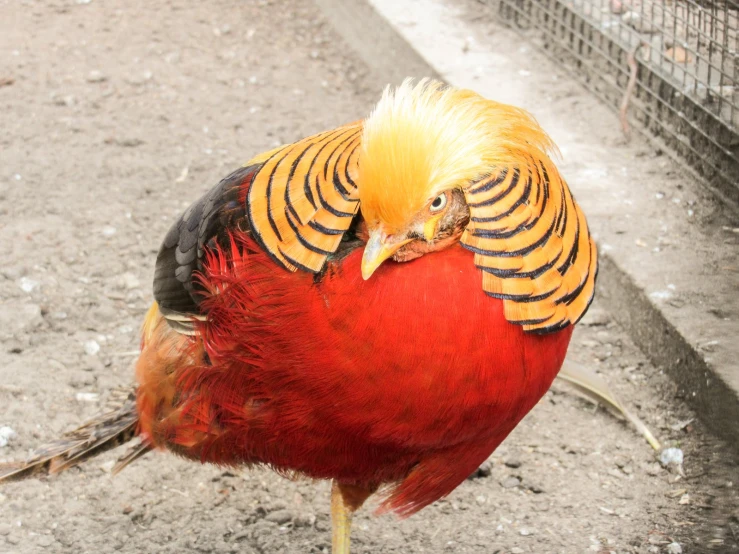 a bird with yellow and red feathers stands near another bird in a cage