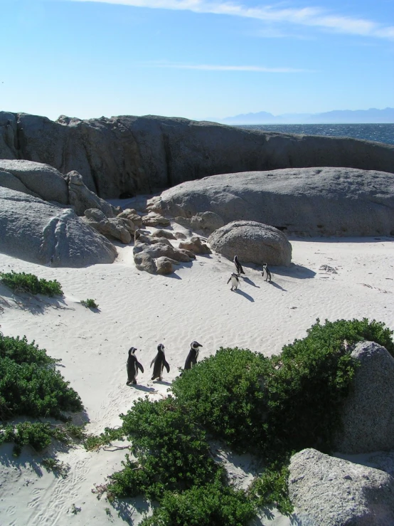 a group of penguins walking on the white sand