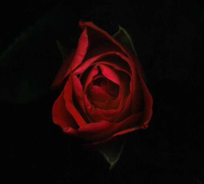 a single red rose that is out in the dark
