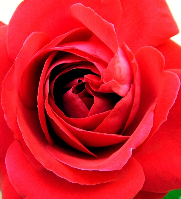 large red flower with a green stem in close up