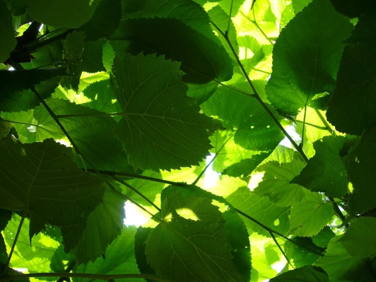 leaves and nches in a leafy light