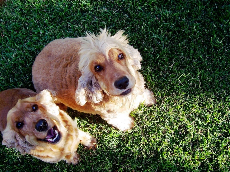 two dogs laying in the grass with their tongues out