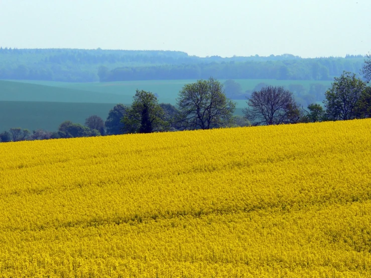 a field full of tall yellow flowers next to the hills