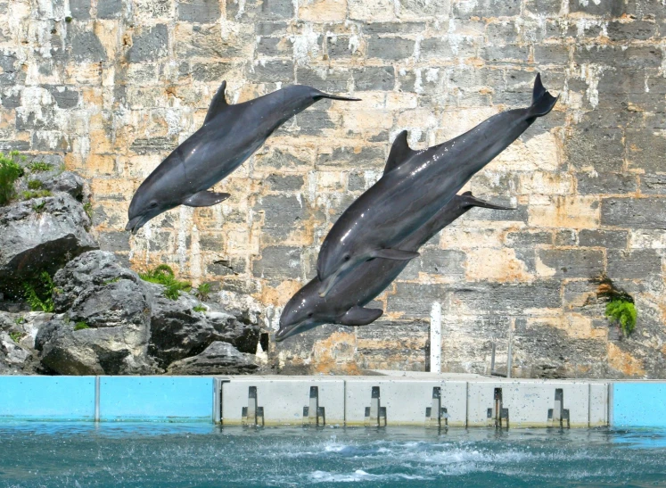 two dolphins leaping over the water in front of a building