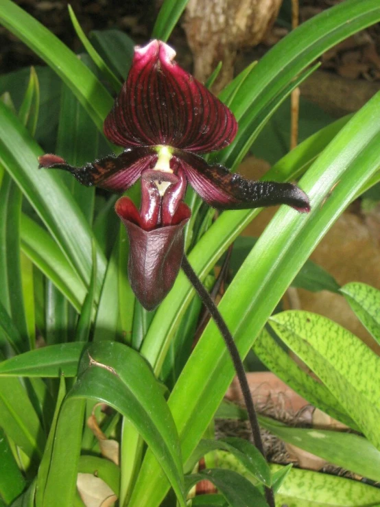 purple and red orchid flower in flower surrounded by green leaves