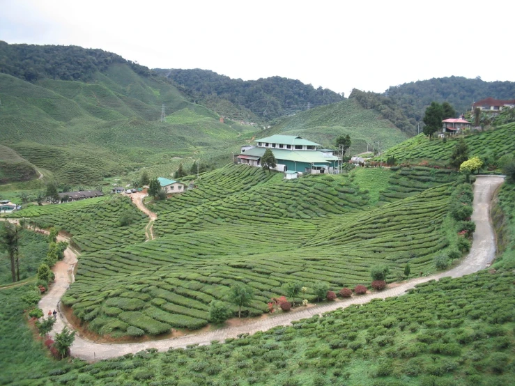 several large green trees and bushes growing on hills