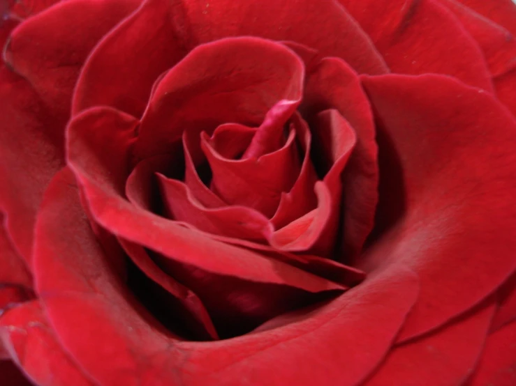 a red rose has one single petals, a center and a tail