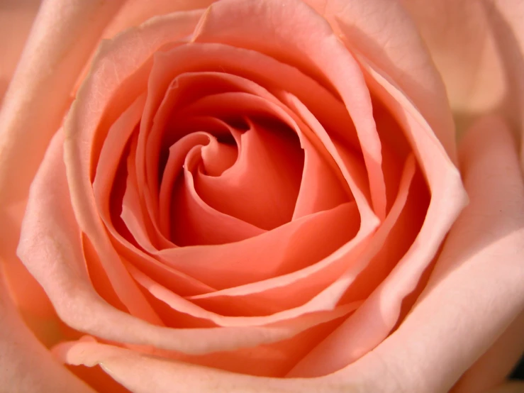 a close up view of the center and petals of a rose