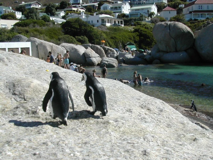 penguins with the caption penguin island at boulders by the ocean