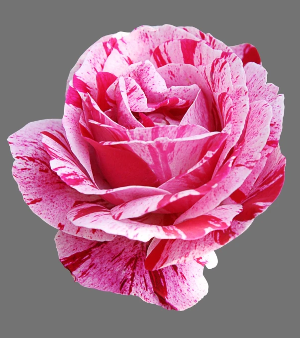 a large pink flower with lots of water droplets