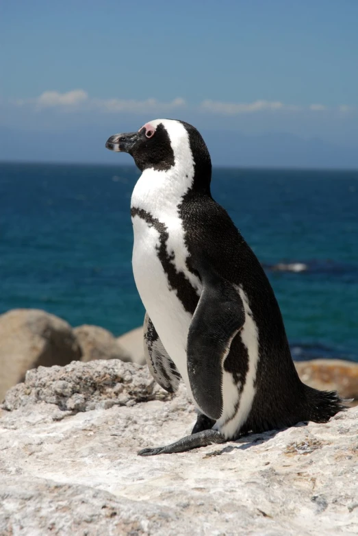 a penguin standing on the rocks looking up at the ocean