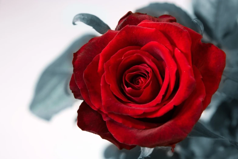 a red rose is shown with its petals open