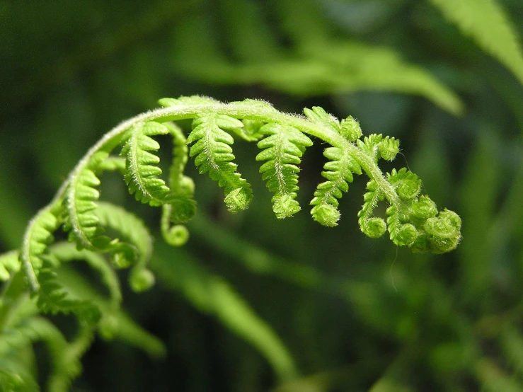 some green plants that have been blooming on the tree