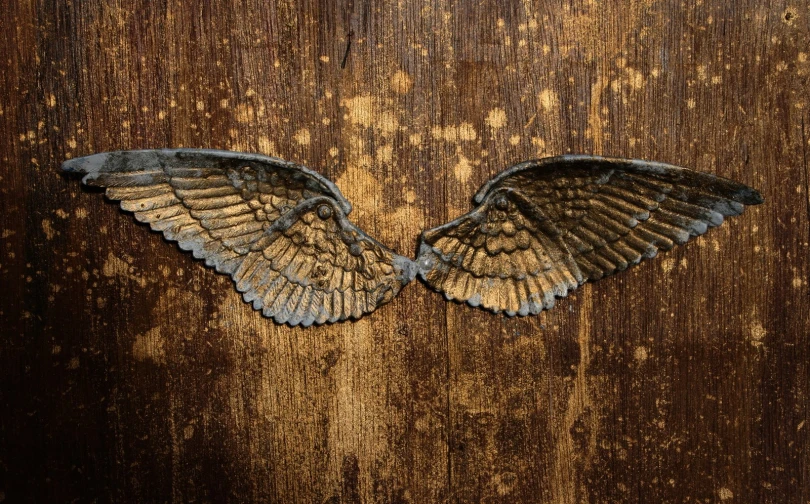 two grey birds wing tips on a wooden wall