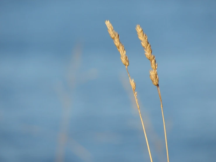 two brown flowers against a blue sky and the same