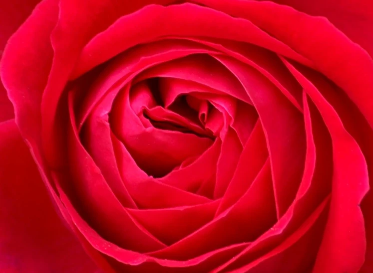 a red rose is very large and beautiful