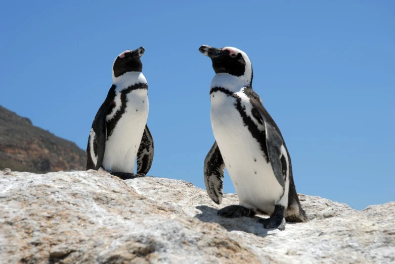 two penguins sitting on a rock with a blue sky behind them