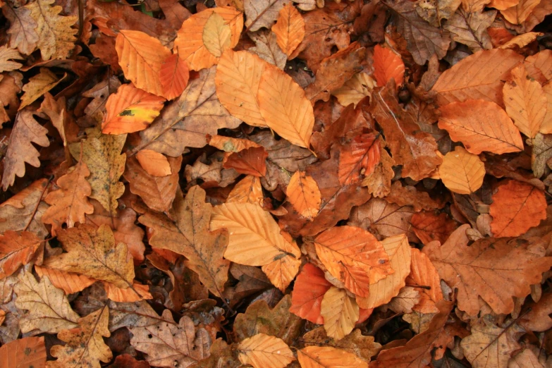 lots of orange and brown leaves in the ground