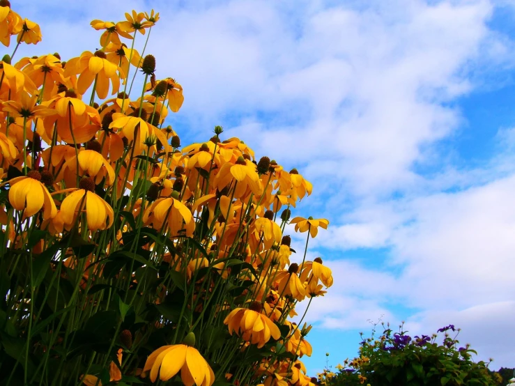 a bunch of yellow flowers growing from a green bush