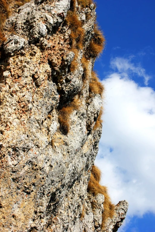 some green plants growing in the  of a cliff