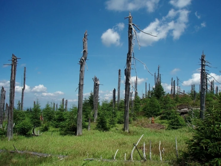 some very tall and skinny trees in the forest