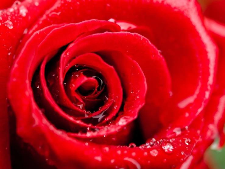 water droplets on the petals of a red rose