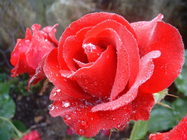 a group of red roses with dew drops on them