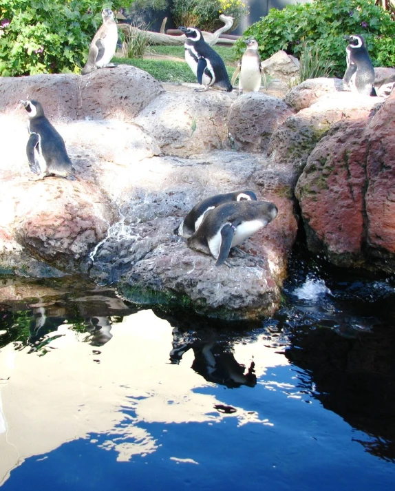 some penguins are sitting on the rocks by the water