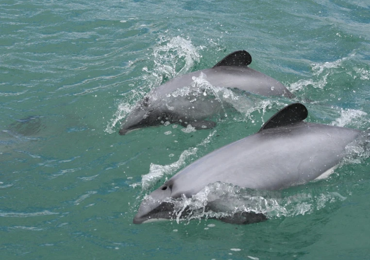 two dolphins swim in the water close to each other