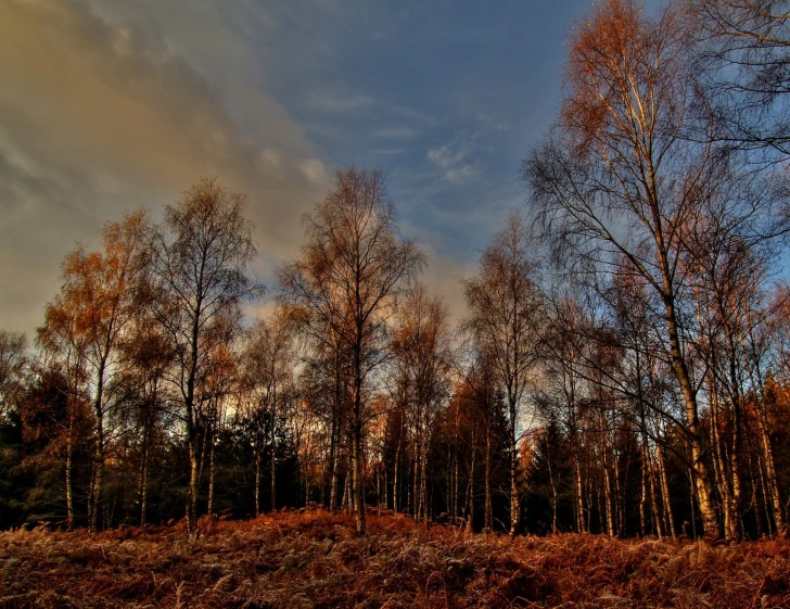 several trees are growing in an open field