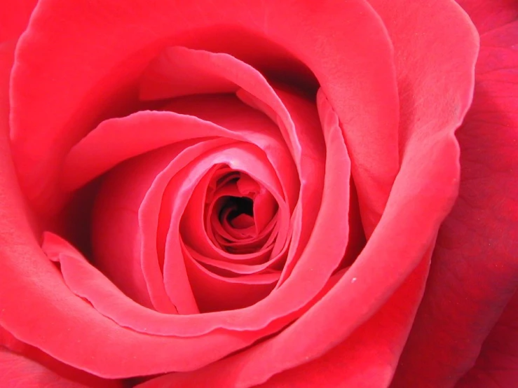 red rose with a pink center is shown close up