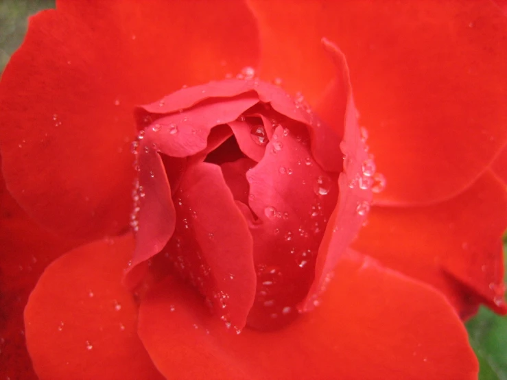 a red rose with water droplets on it