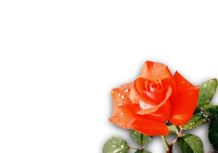 an orange flower with water droplets on the petals