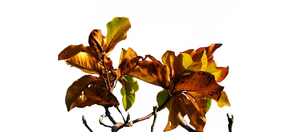 a tree is showing its orange and yellow leaves