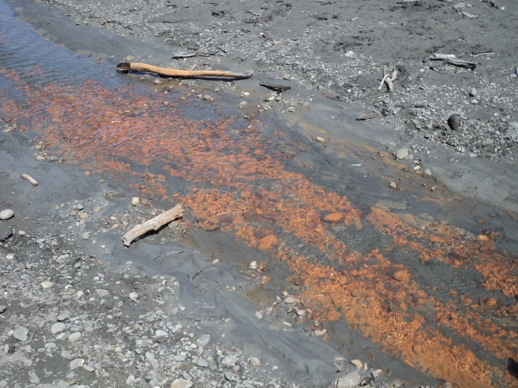 an orange line on a sandy beach is visible from the water