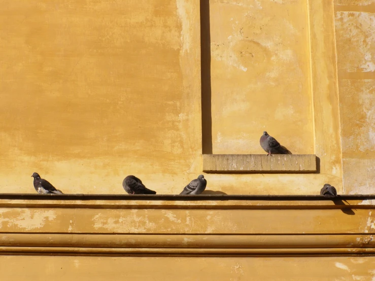 several birds perching on a ledge on the side of a building