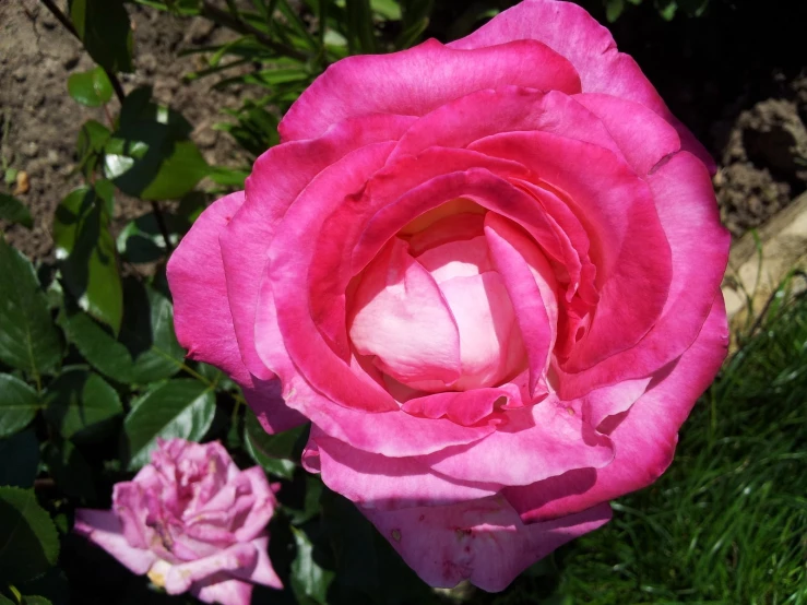 a pink rose blooming from the center and beginning to blossom