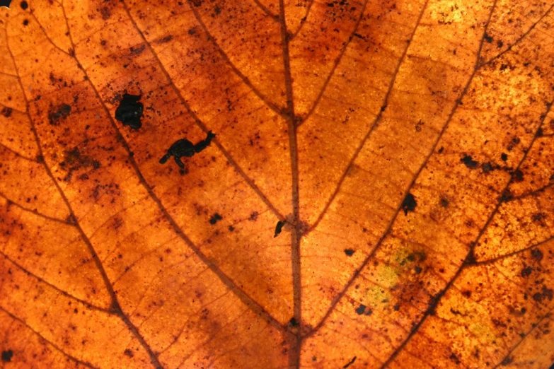 a yellow leaf with spots on it