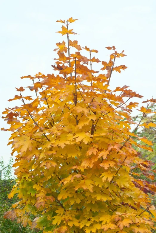 there is a small tree with yellow leaves in front of some trees