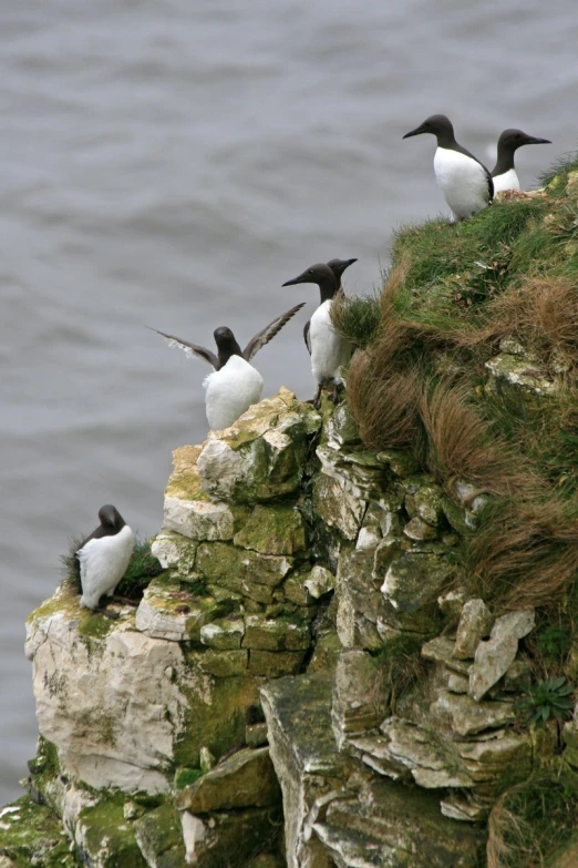 a group of birds perch on a rocky outcropping