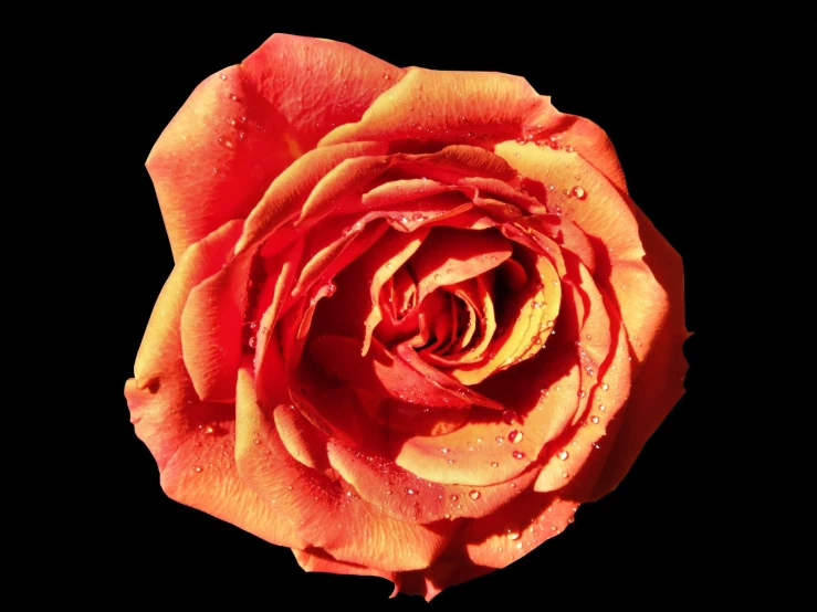 this is the top of a pink rose with water droplets on it