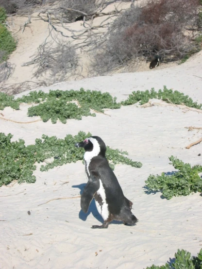 an image of penguin in the sand area